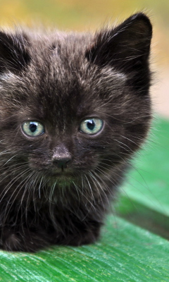 Screenshot №1 pro téma Cute Little Black Kitten 240x400