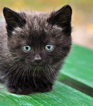 Cute Little Black Kitten - Obrázkek zdarma pro 750x1334