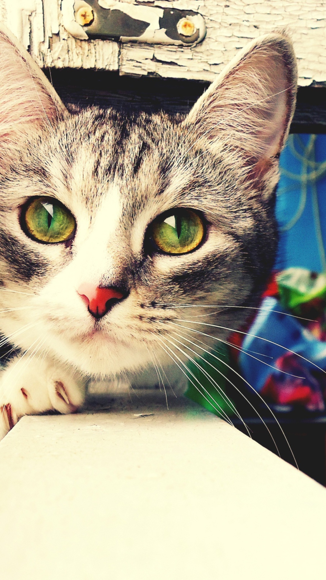 Обои Cute Gray Kitten With Green Eyes 1080x1920