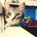 Das Cute Gray Kitten With Green Eyes Wallpaper 128x128