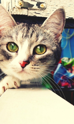 Das Cute Gray Kitten With Green Eyes Wallpaper 240x400