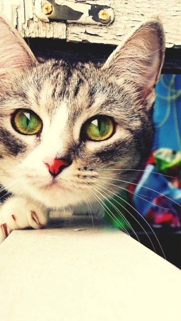 Screenshot №1 pro téma Cute Gray Kitten With Green Eyes 360x640