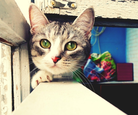 Screenshot №1 pro téma Cute Gray Kitten With Green Eyes 480x400