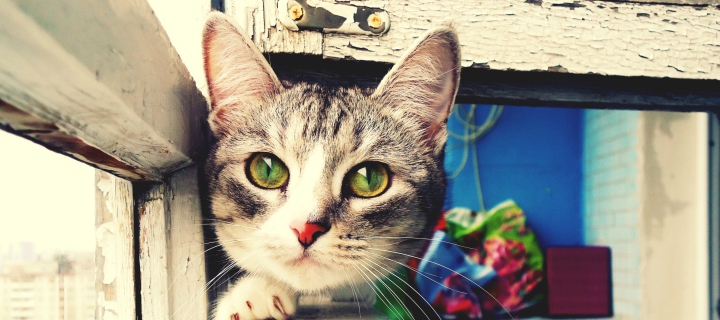 Screenshot №1 pro téma Cute Gray Kitten With Green Eyes 720x320