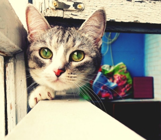 Cute Gray Kitten With Green Eyes - Obrázkek zdarma pro iPad