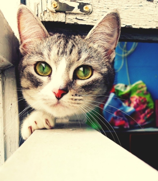 Cute Gray Kitten With Green Eyes - Obrázkek zdarma pro Nokia Asha 308