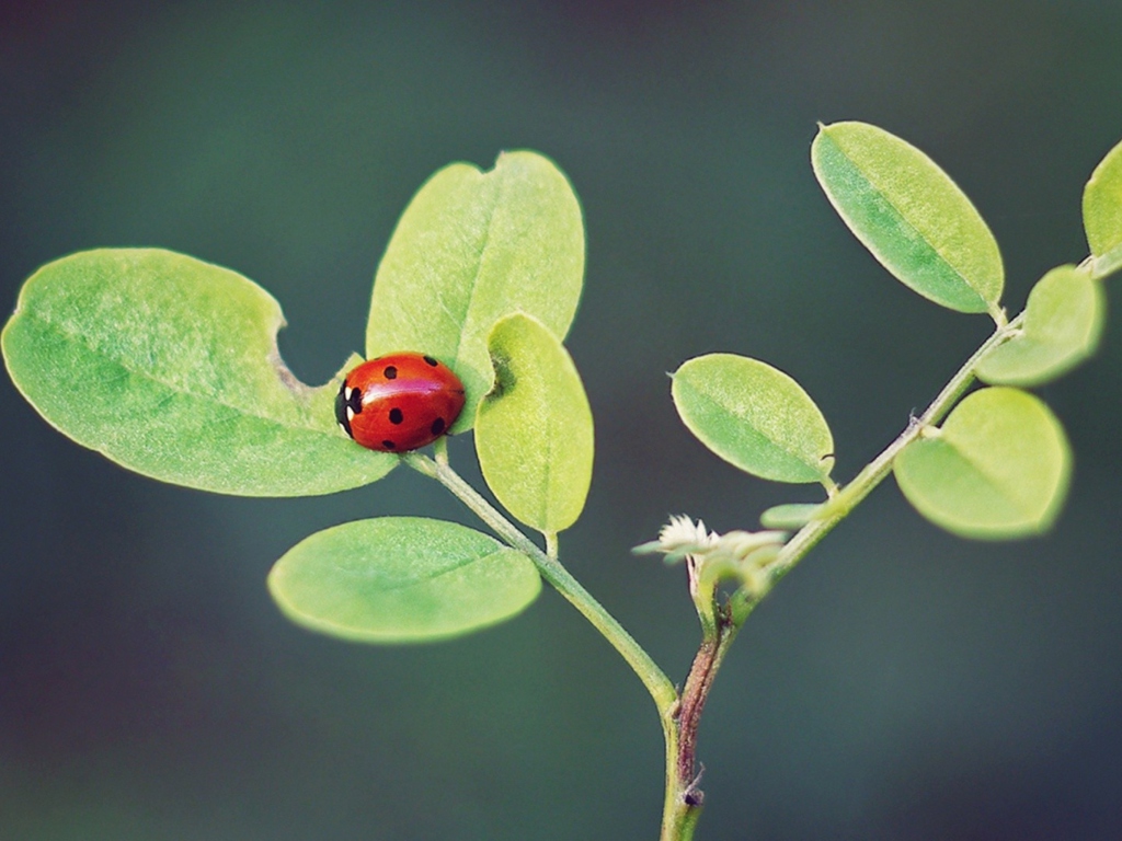 Обои Ladybug Macro 1024x768