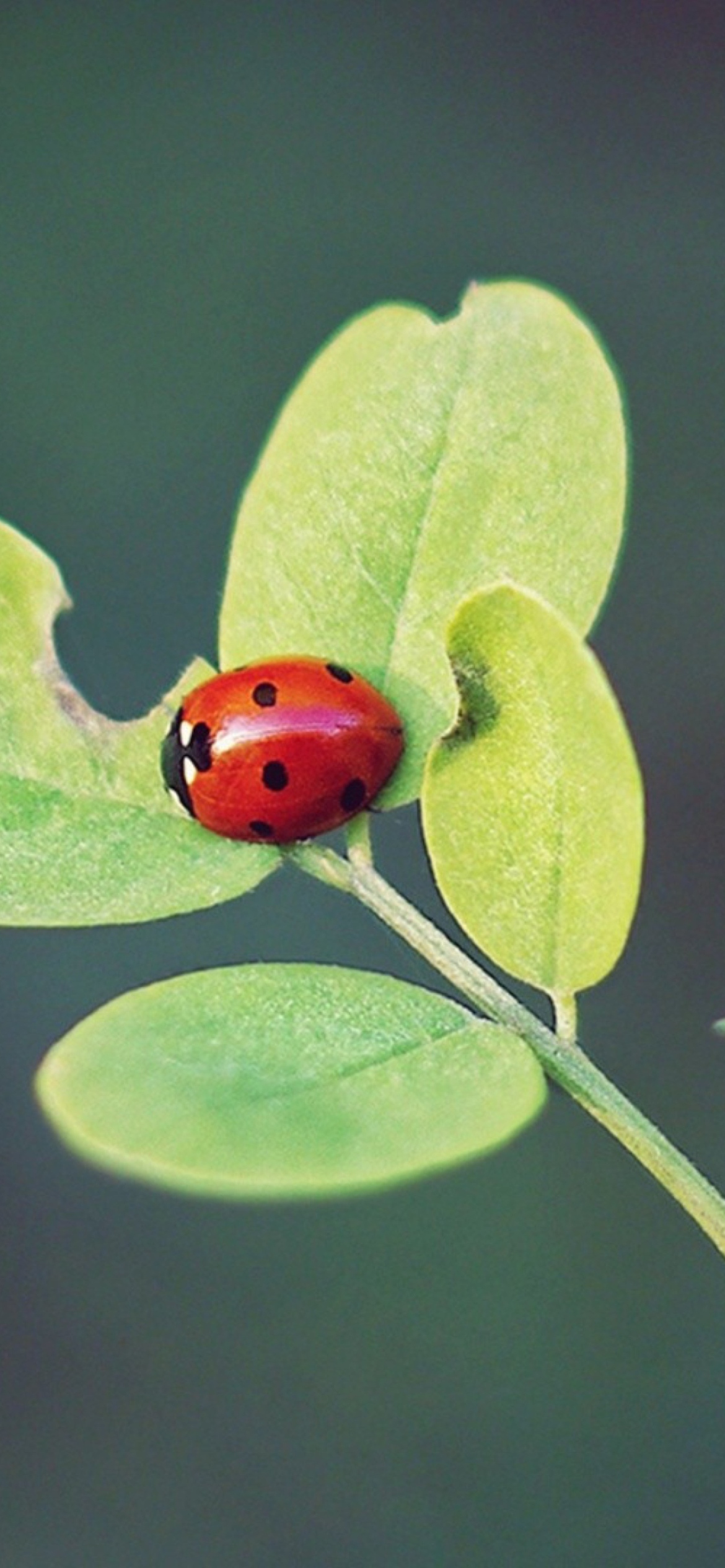 Screenshot №1 pro téma Ladybug Macro 1170x2532