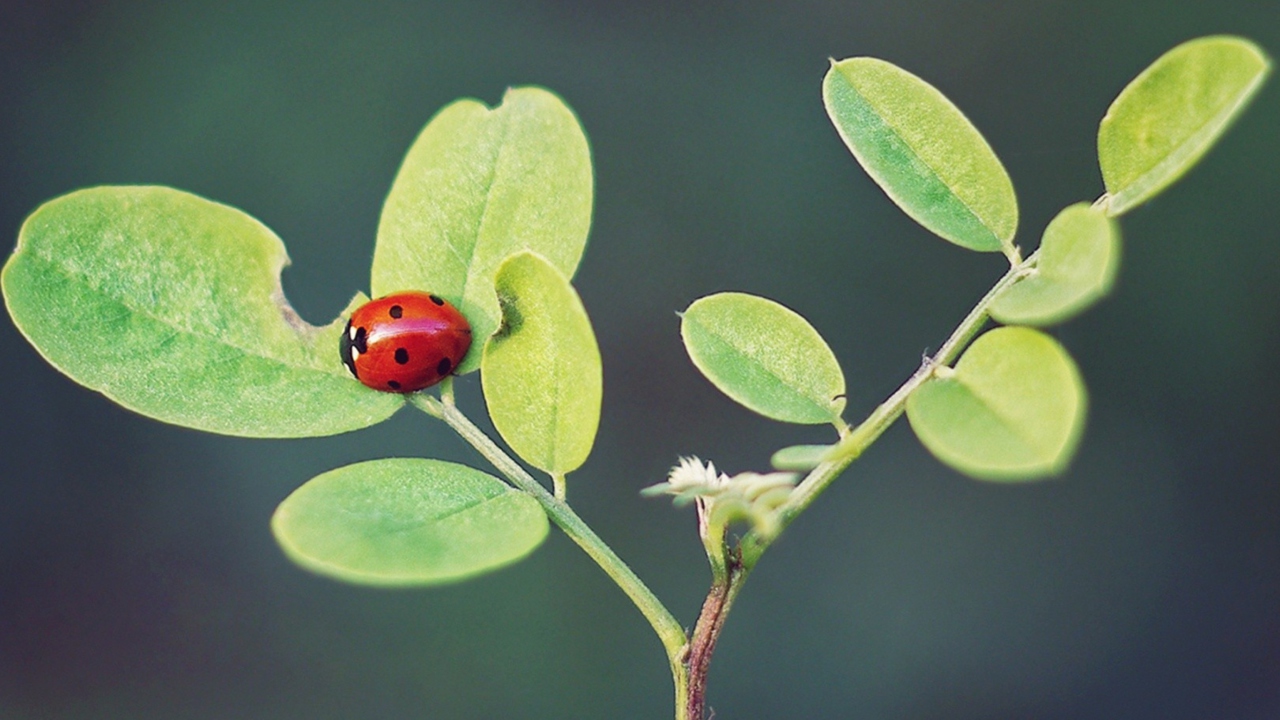 Ladybug Macro wallpaper 1280x720