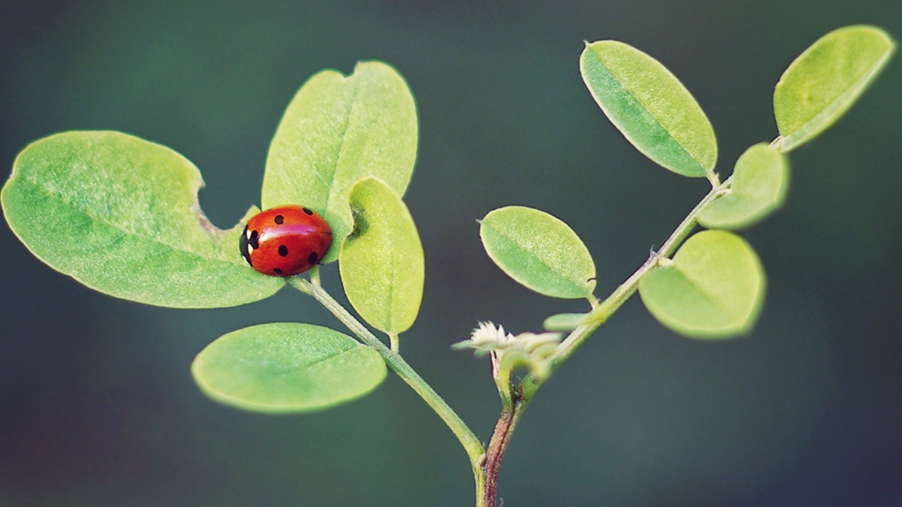 Обои Ladybug Macro 1280x720