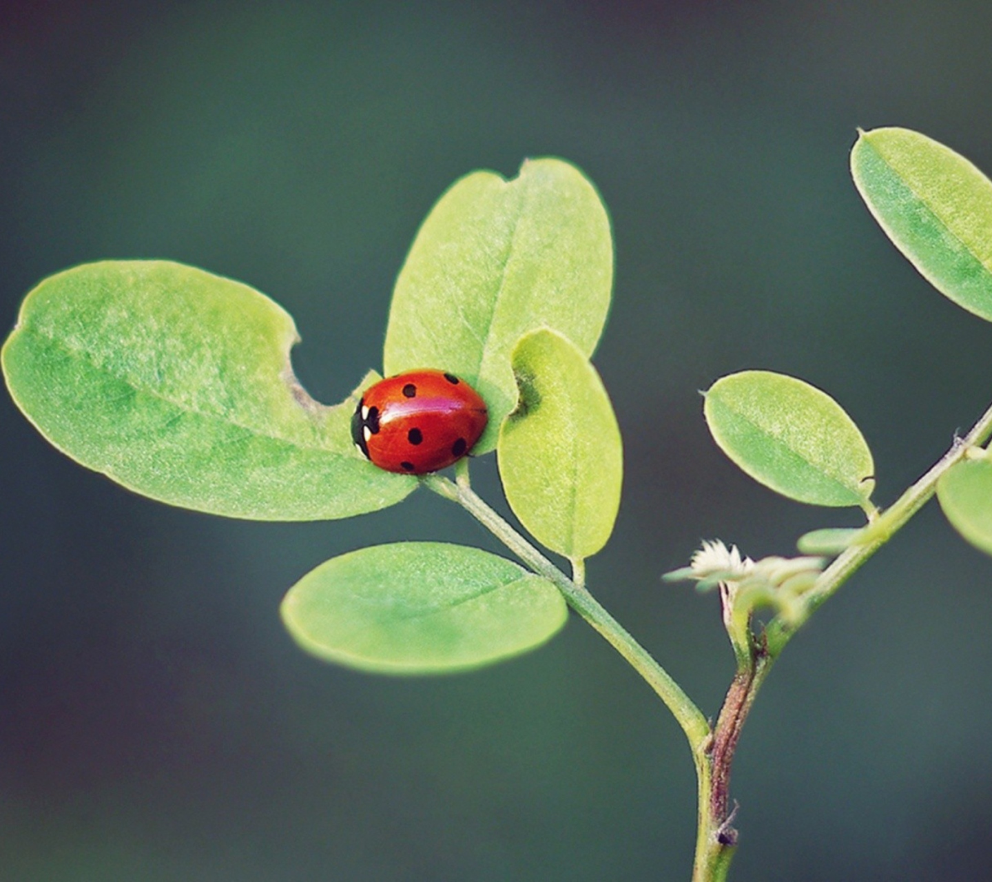 Ladybug Macro wallpaper 1440x1280