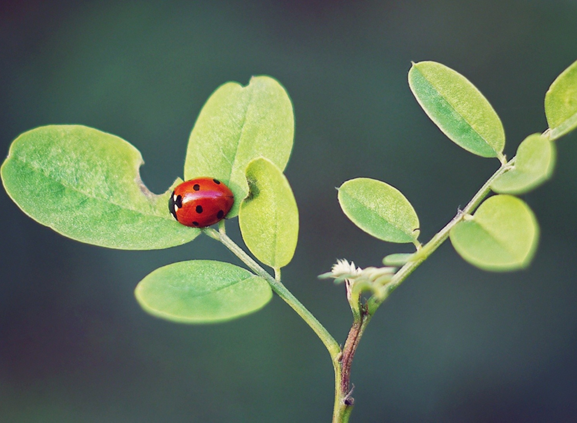 Обои Ladybug Macro 1920x1408