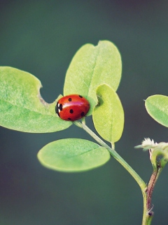 Das Ladybug Macro Wallpaper 240x320