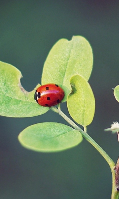 Sfondi Ladybug Macro 240x400