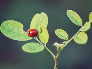 Das Ladybug Macro Wallpaper 320x240