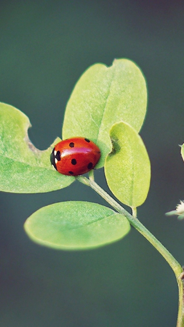 Sfondi Ladybug Macro 640x1136