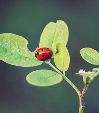 Ladybug Macro - Fondos de pantalla gratis para 320x480