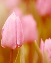 Das Pink Tulips Wallpaper 176x220
