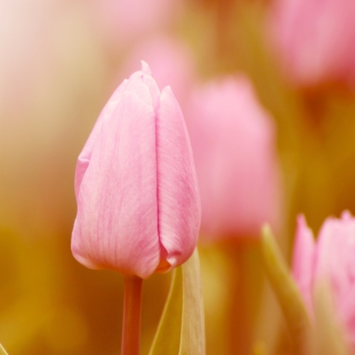Pink Tulips Wallpaper for 128x128