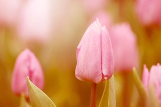 Pink Tulips - Obrázkek zdarma pro Nokia C3