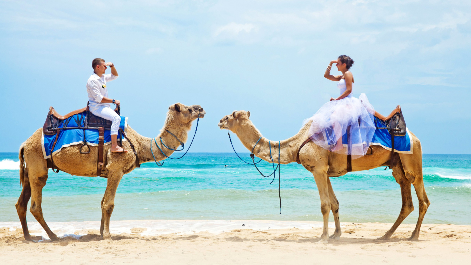 Sfondi Two Camels 1600x900