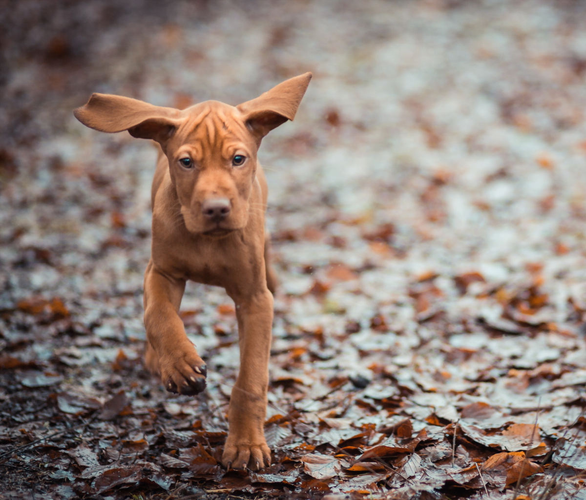 Fondo de pantalla Running Dog 1200x1024