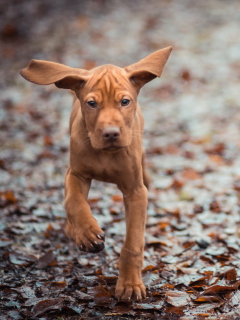 Das Running Dog Wallpaper 240x320