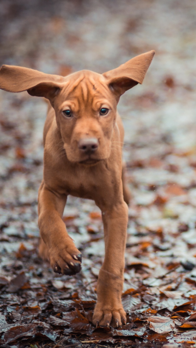 Running Dog wallpaper 640x1136