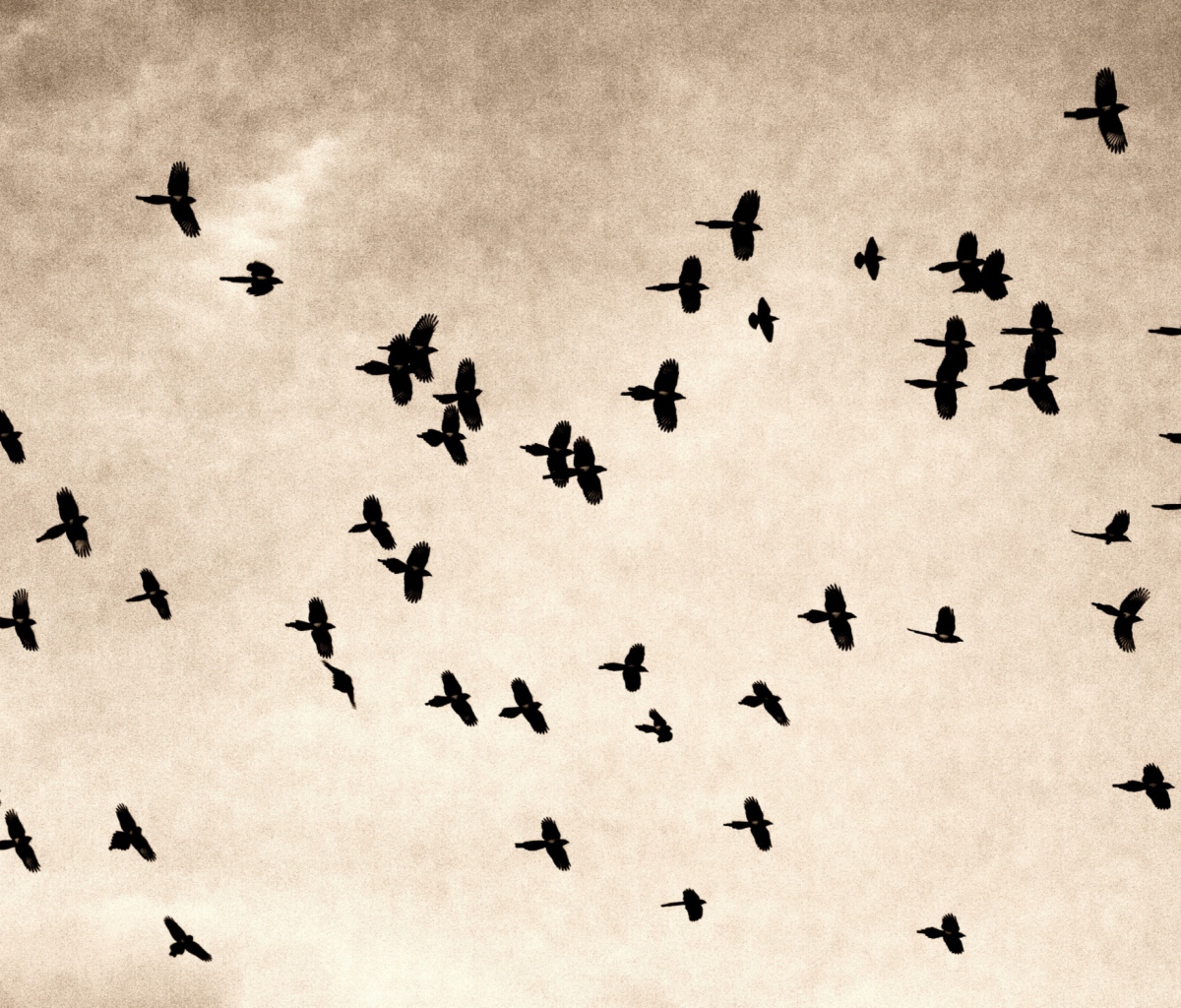 Sfondi Birds In Sky 1200x1024