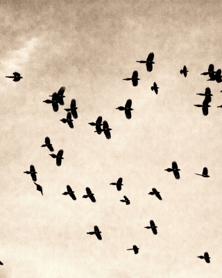 Kostenloses Birds In Sky Wallpaper für Nokia C1-00