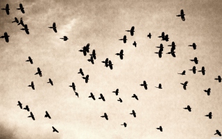 Birds In Sky - Obrázkek zdarma 