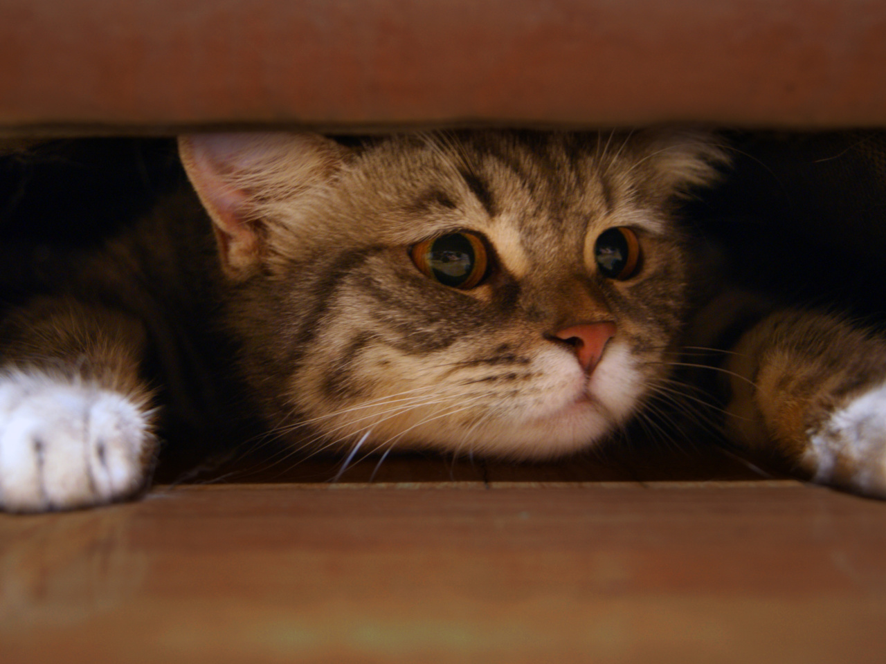 Обои Cat Under Bed 1280x960