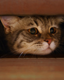 Das Cat Under Bed Wallpaper 128x160