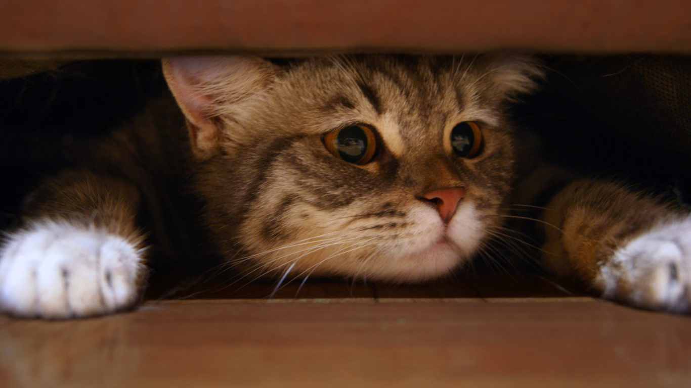 Sfondi Cat Under Bed 1366x768