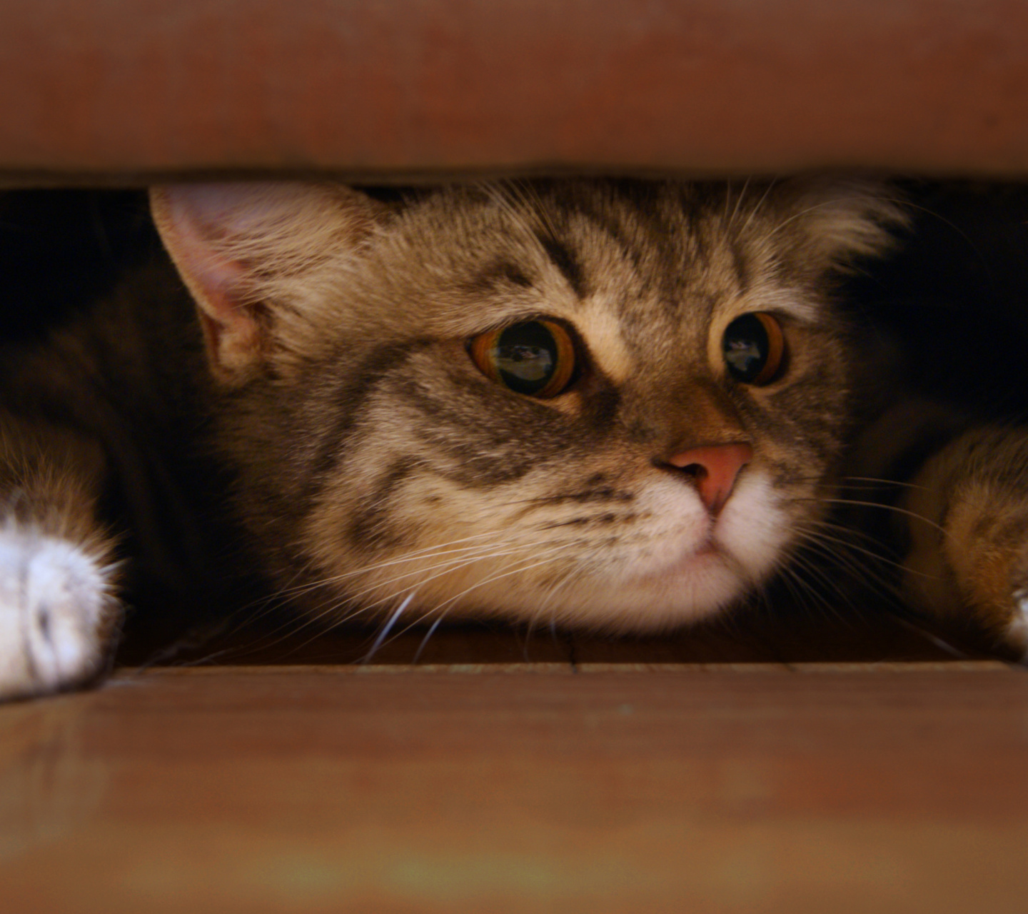 Fondo de pantalla Cat Under Bed 1440x1280