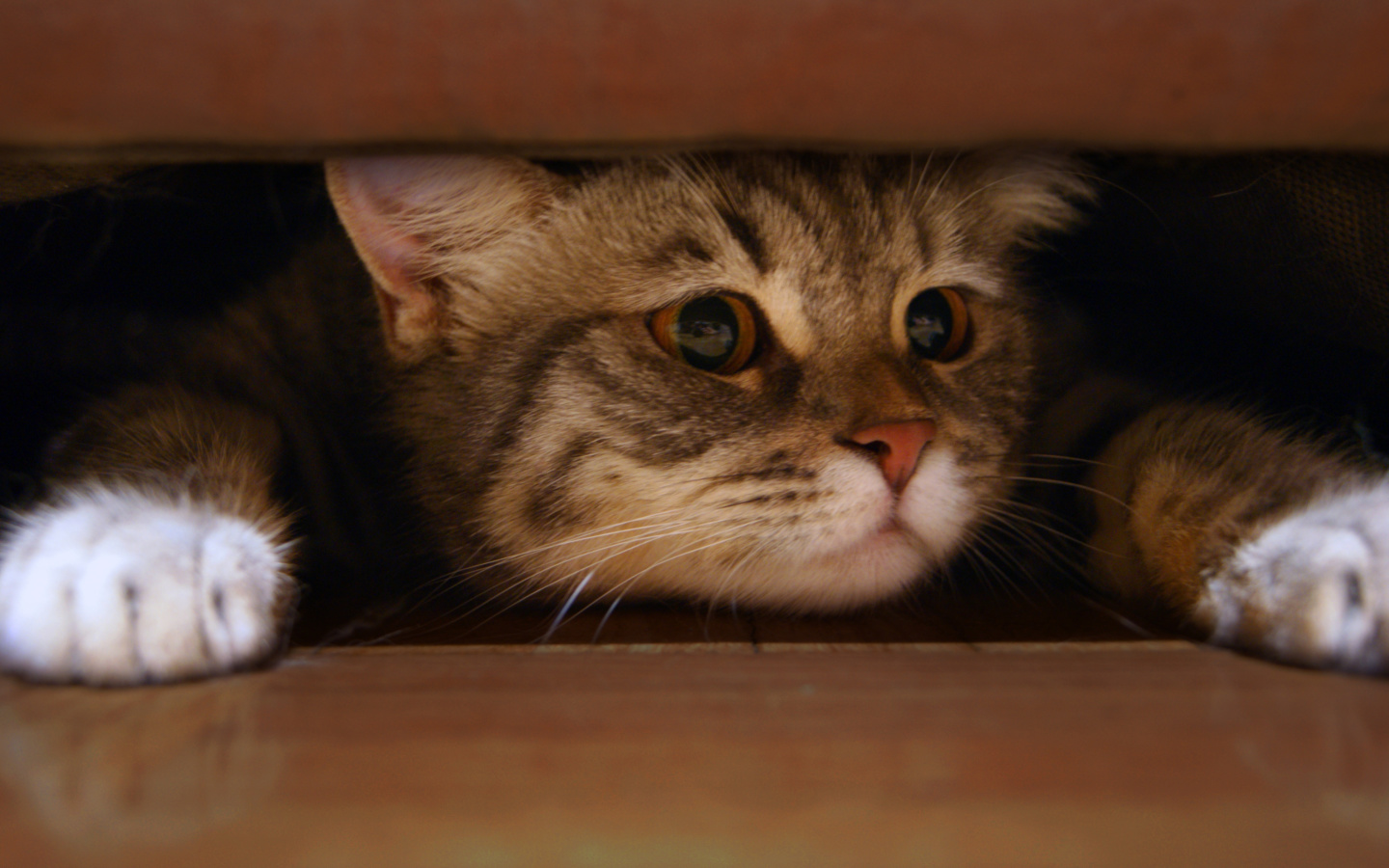 Sfondi Cat Under Bed 1440x900