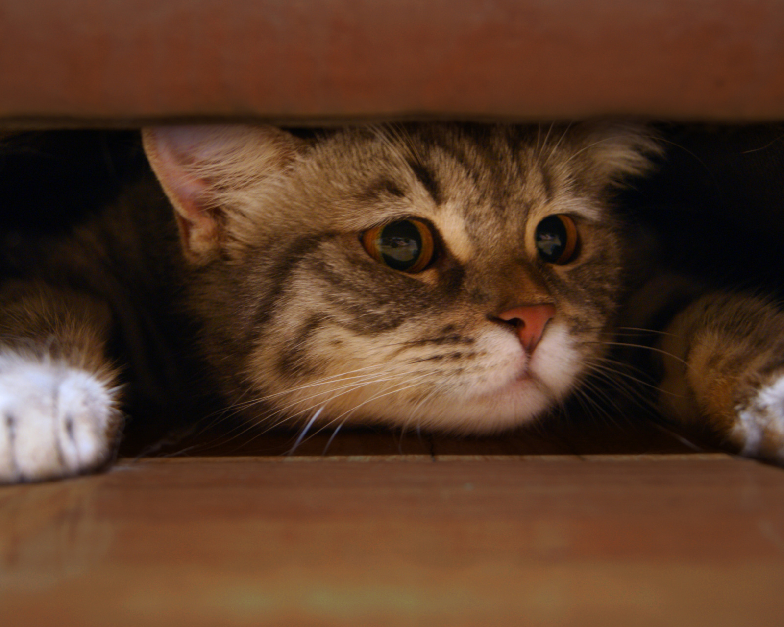 Fondo de pantalla Cat Under Bed 1600x1280