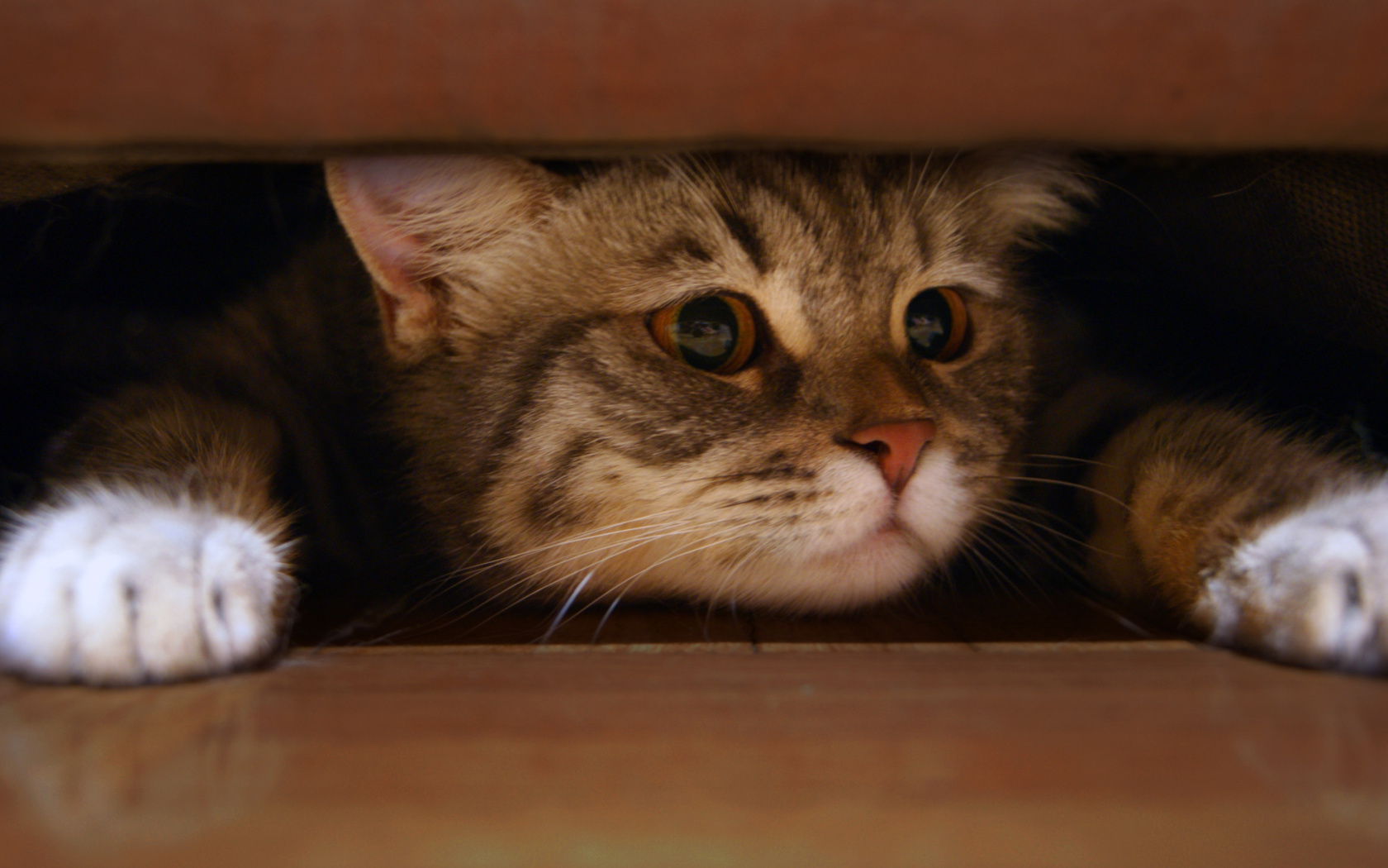 Cat Under Bed screenshot #1 1680x1050