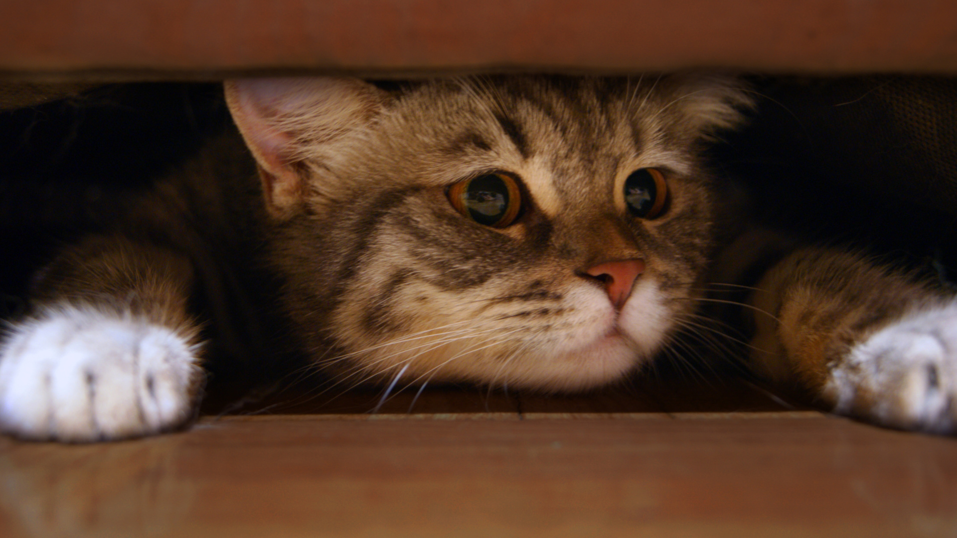 Обои Cat Under Bed 1920x1080