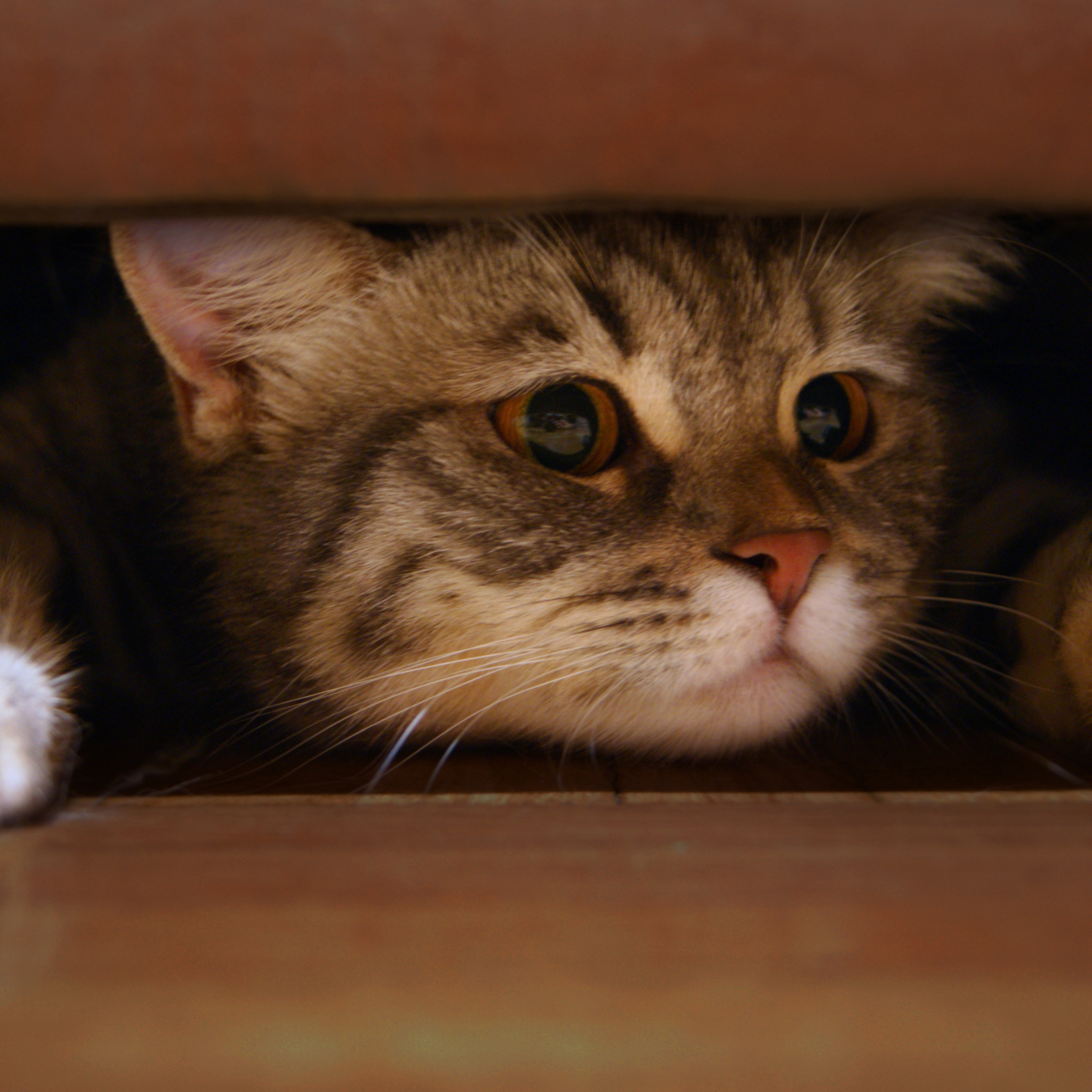 Fondo de pantalla Cat Under Bed 2048x2048