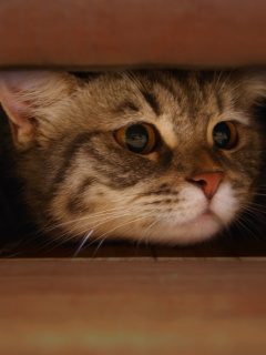 Das Cat Under Bed Wallpaper 240x320