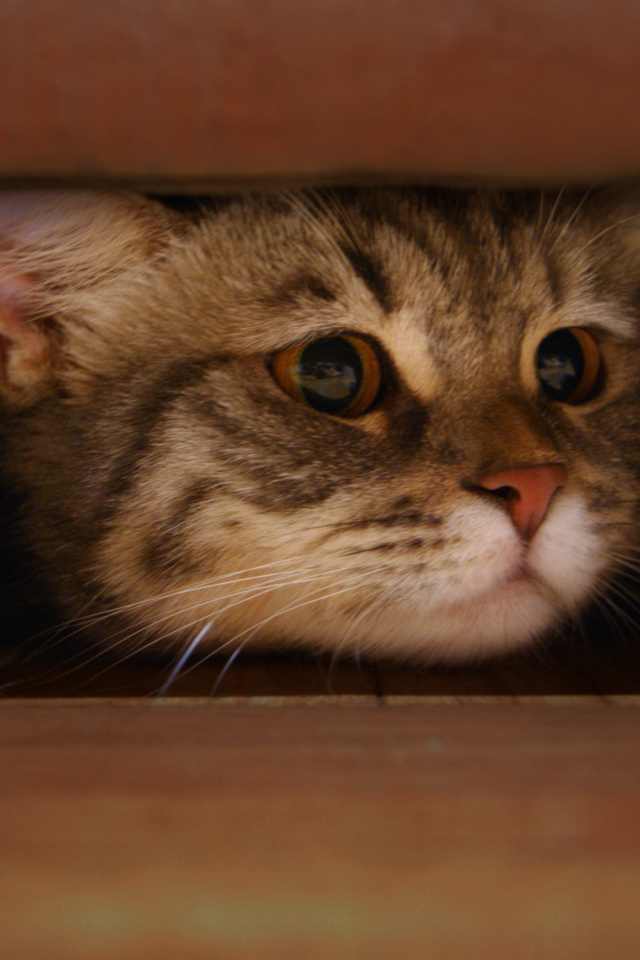 Cat Under Bed wallpaper 640x960