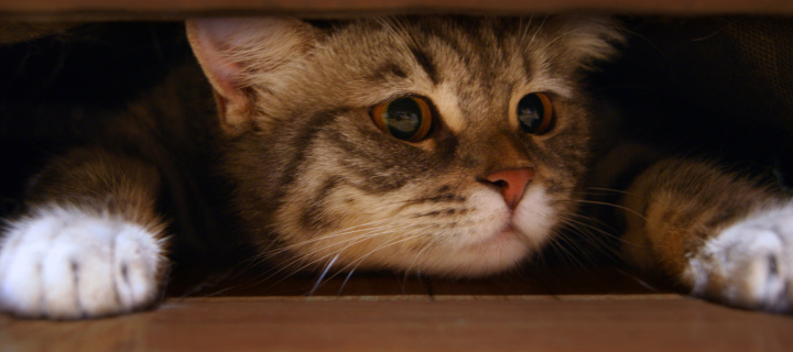 Обои Cat Under Bed 720x320