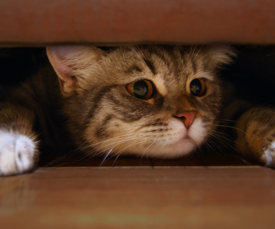 Cat Under Bed wallpaper 960x800