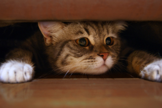 Cat Under Bed Wallpaper for Android, iPhone and iPad
