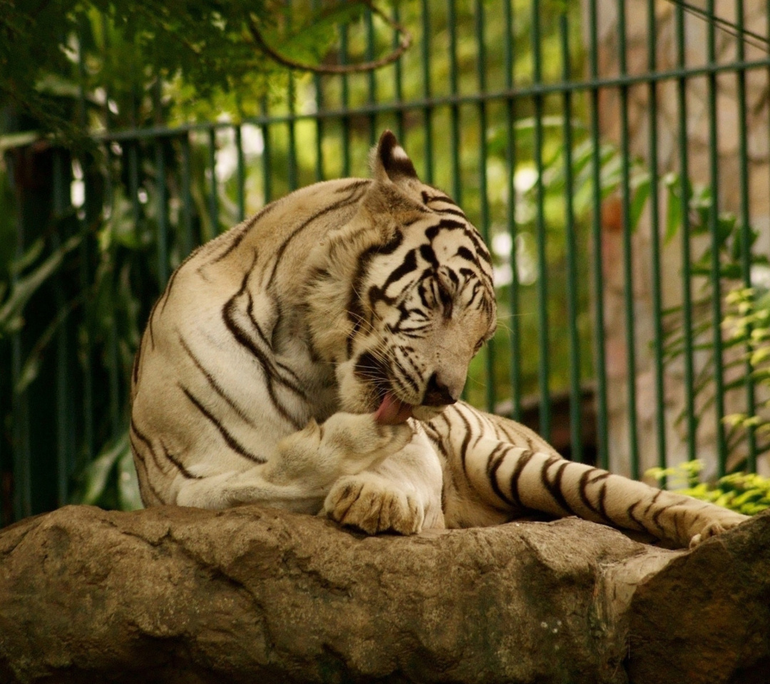 White Tiger in Zoo wallpaper 1080x960