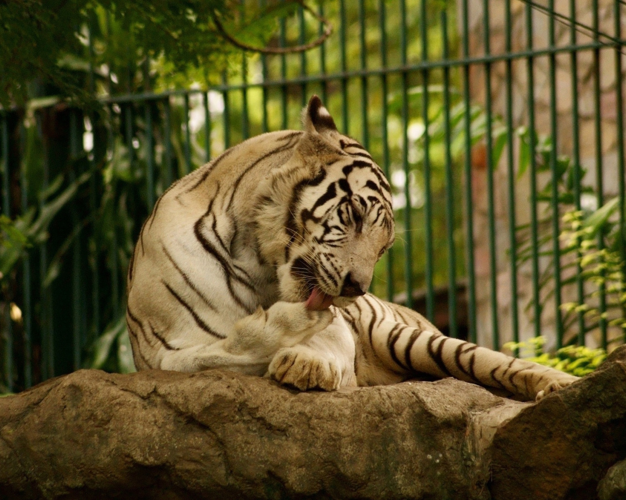 Das White Tiger in Zoo Wallpaper 1280x1024