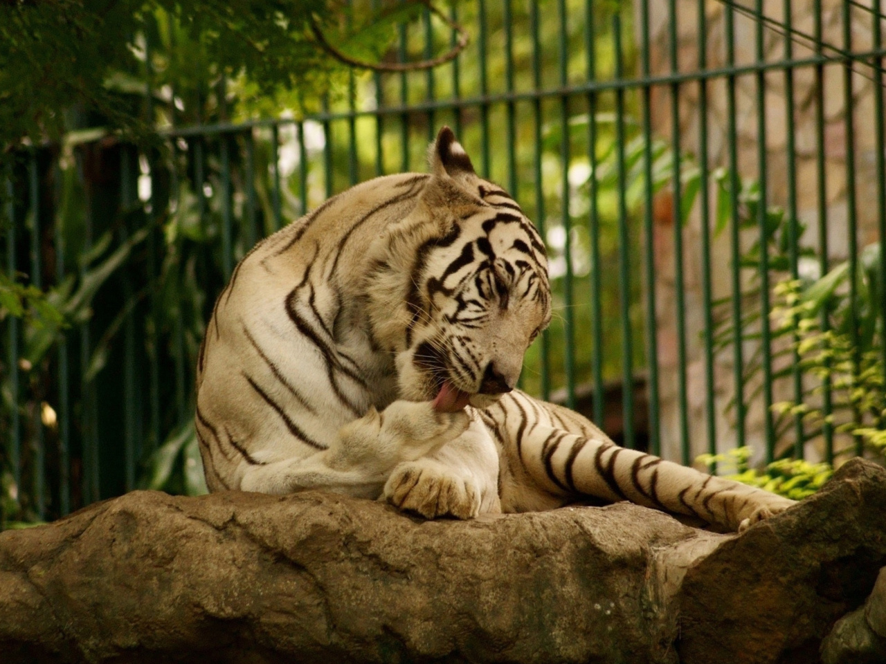 Обои White Tiger in Zoo 1280x960