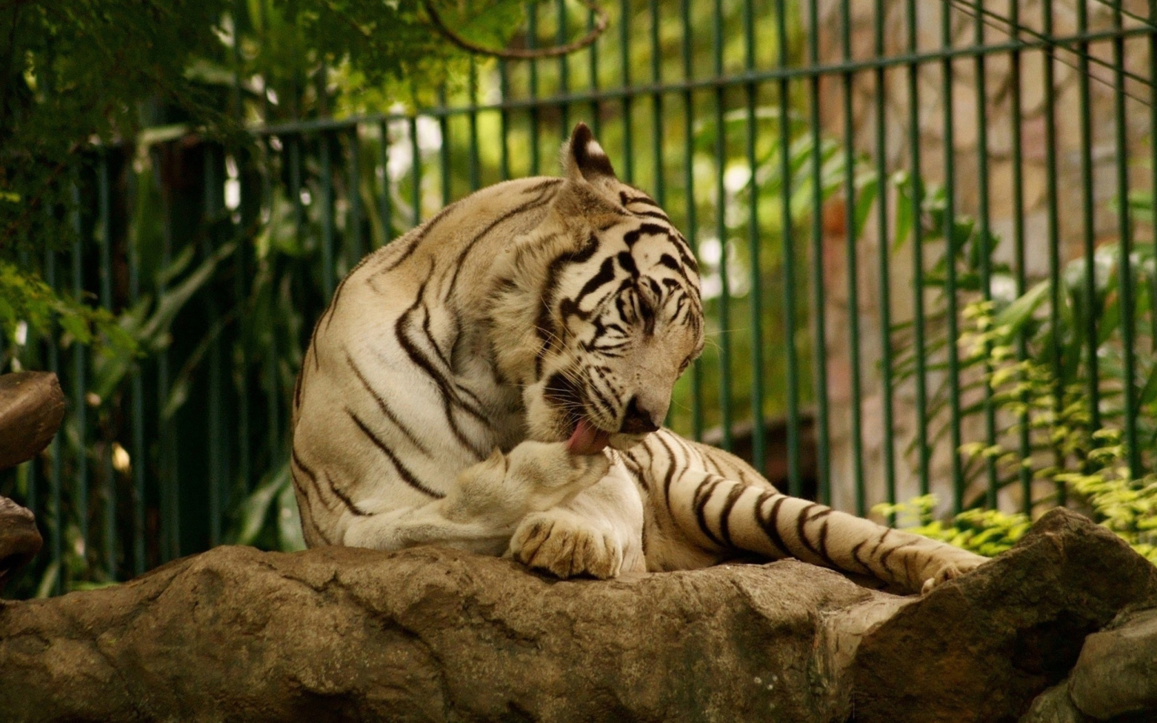 Обои White Tiger in Zoo 1680x1050