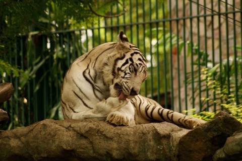 Sfondi White Tiger in Zoo 480x320